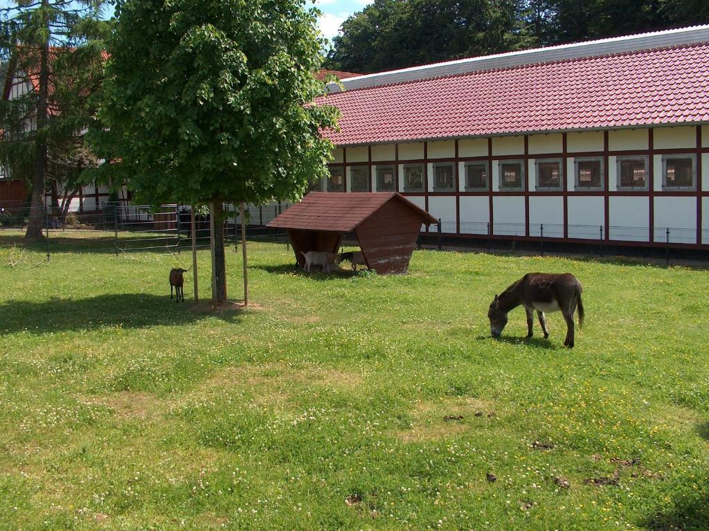 Landhotel & Restaurant Gutsherrn-Klause Dankerode  Bagian luar foto